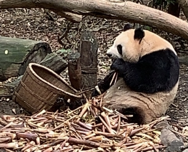 Panda